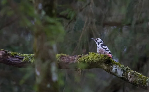 White Backed Woodpecker Dendrocopos Leucotos Spring Bialowieza Forest Poland Europe — Stock Photo, Image