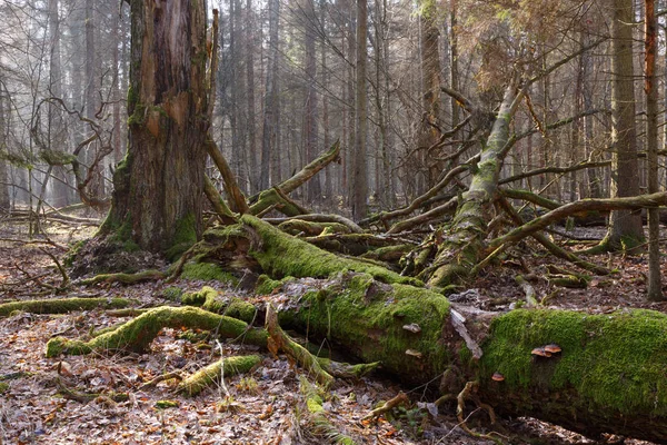 Mousse Enveloppée Chêne Cassé Couché Avec Champignons Pousse Sur Forêt — Photo