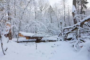 Kış manzarası doğal orman ile yalan, ölü meşe ağaç gövdesi Bialowieza orman, Polonya, Europe