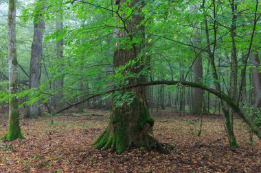 Taze yaprak döken kırık eski meşe ve puslu karışık orman ile arka plan, Bialowieza orman, Polonya, Avrupa'nın yaz aylarında standı
