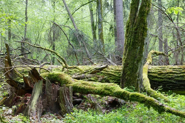 Partes Árboles Envueltos Musgo Líquenes Nebulosa Primavera Temprana Bosque Bialowieza — Foto de Stock