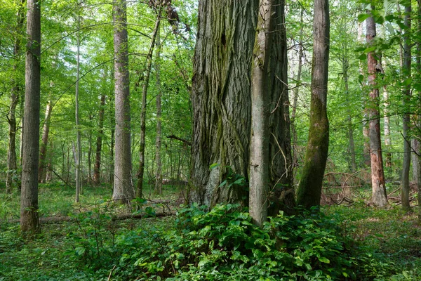 Natural Mixed Stands Bialowieza Forest Old Linden Tree Foreground Bialowieza — Stock Photo, Image
