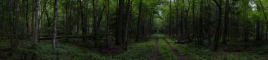 Orman toprak yolda sümer panorama içinde bulutlu hava öğle vakti, Bialowieza orman, Polonya, Europe