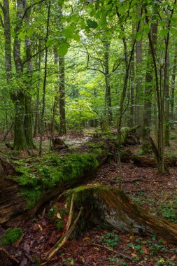 Taze yaprak döken tribünde Bialowieza ormanın yaz ölü kırık meşe ağacı kısmen ön plan, Bialowieza orman, Polonya, Avrupa'nın reddetti