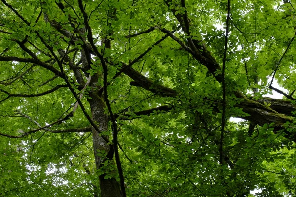 Feuilles Vertes Fraîches Couvert Charme Été Forêt Bialowieza Pologne Europe — Photo
