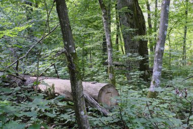Yaz aylarında yaprak döken ilkel orman eski meşe ağacı ön plan, Bilowieza orman, Polonya, Avrupa'nın Ladin arka plan ve yalan