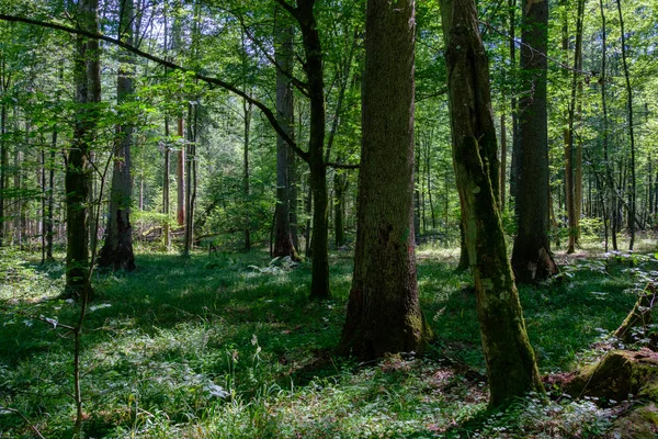 Zomer Bladverliezende Oerbos Met Oude Sparren Boom Zonnige Middag Bos — Stockfoto