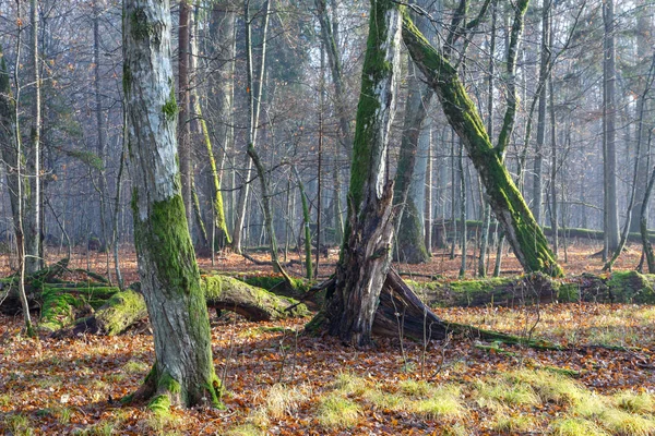 Осінній Ранок Лісі Туман Старих Дерев Сломанной Граб Європі Переднього — стокове фото