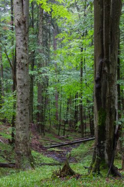 Çam ve kayın ağaçları yaz orman, Bieszczady Ridge, Polonya, Avrupa'nın