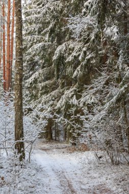 Yolda, iç doğal durmak Bialowieza orman, Polonya, Europe sonra orman kar yağışı