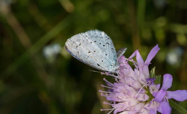 Papillon Bleu Houx Celastrina Argiolus Gros Plan Printanier Région Podlasie — Photo