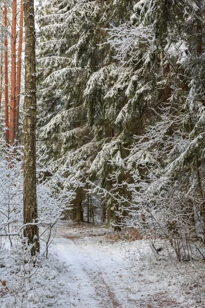 Path Forest Snowfall Natural Stand Bialowieza Forest Poland Europe — Stock Photo, Image