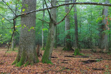 Taze yaprak döken kırık eski meşe ve puslu karışık orman ile arka plan, Bialowieza orman, Polonya, Avrupa'nın yaz aylarında standı