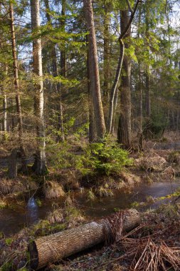 Juvenil Ladin ağacı önünde eski alder ağacı günbatımı ışık, Bialowieza orman, Polonya, Europe