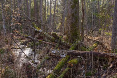 Juvenil Ladin ağacı önünde eski alder ağacı günbatımı ışık, Bialowieza orman, Polonya, Europe