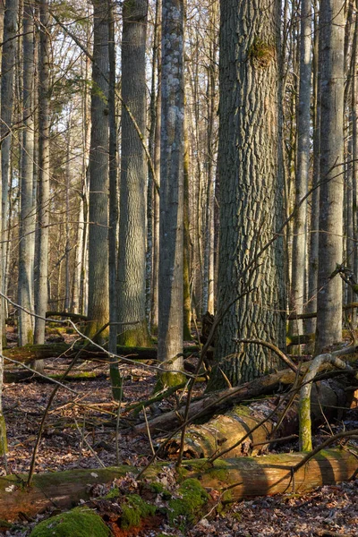 Enormes Robles Uno Roto Parte Disminuyó Primer Plano Bosque Primavera — Foto de Stock