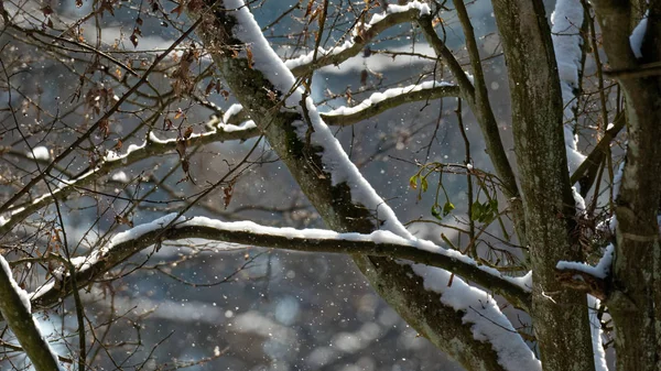 Old Hornbeam Tree Snowfall Branches Snoww Wrapped Bialowieza Forest Poland — Stock Photo, Image