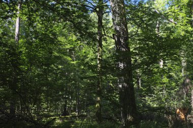 Yaz öğle vakti, Bialowieza orman, Polonya, Avrupa'nın eski yaprak döken orman