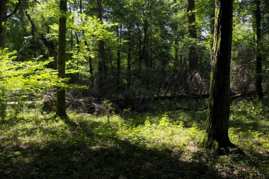 Yaz öğle vakti, Bialowieza orman, Polonya, Avrupa'nın eski yaprak döken orman