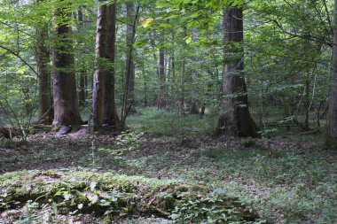 Yaz aylarında yaprak döken ilkel orman arka plan andmaple yaşlı meşe ağacının ve ön plan, Bilowieza orman, Polonya, Avrupa'nın gürgen