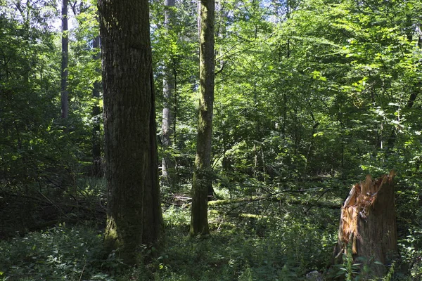 Oude Bladverliezende Wouden Zomer Middag Bos Van Bialowieza Polen Europa — Stockfoto