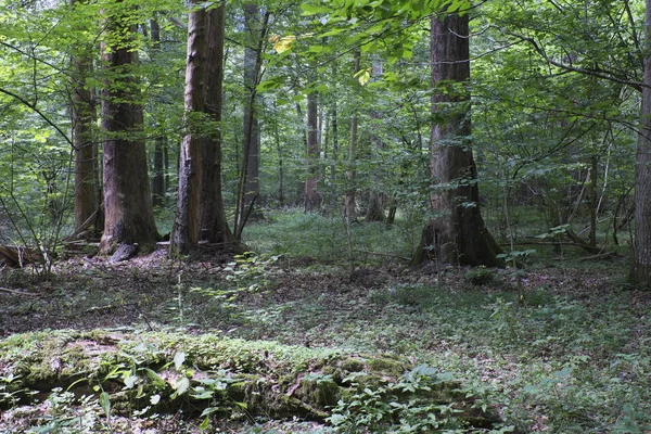 Yaz aylarında yaprak döken ilkel orman arka plan andmaple yaşlı meşe ağacının ve ön plan, Bilowieza orman, Polonya, Avrupa'nın gürgen