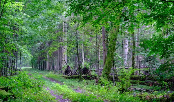 Estrada Terra Atravessando Floresta Verão Névoa Floresta Bialowieza Polônia Europa — Fotografia de Stock