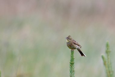 Küçük iskete (Serinus serinus) tarihinde Ladin ağacı en iyi şarkı Mevsimlik arka planı, Podlasie bölge, Polonya, Europe