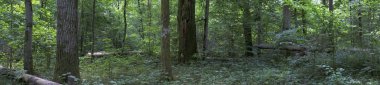 Yaprak döken orman manzara yaz panorama, Bialowieza orman, Polonya, Europe eski meşe ağaçları ile