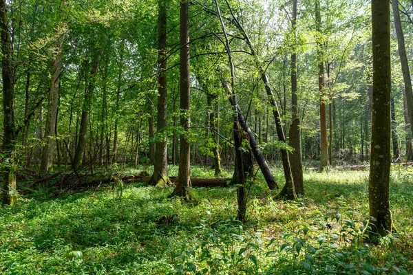 Summertime midday deciduous forest with sun entering and lush foliage, Bialowieza Forest, Poland, Europe