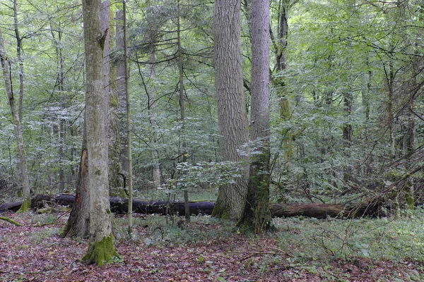 Yaz Aylarında Yaprak Döken Ilkel Ormanıyla Yaşlı Meşe Ağacının Arka — Stok fotoğraf