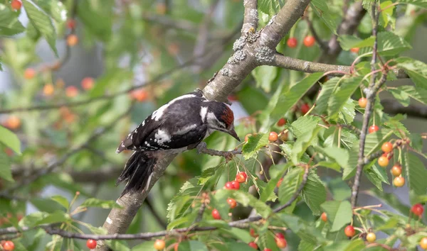 Μεγάλη Διάστικτοι Δρυοκολάπτης Dendrocopos Μεγάλων Θηλυκά Και Κεράσι Φρούτα Δάσος — Φωτογραφία Αρχείου