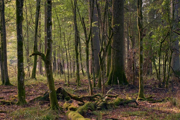폴란드 비알로 비에자 나무와 들보가 낙엽수림 — 스톡 사진