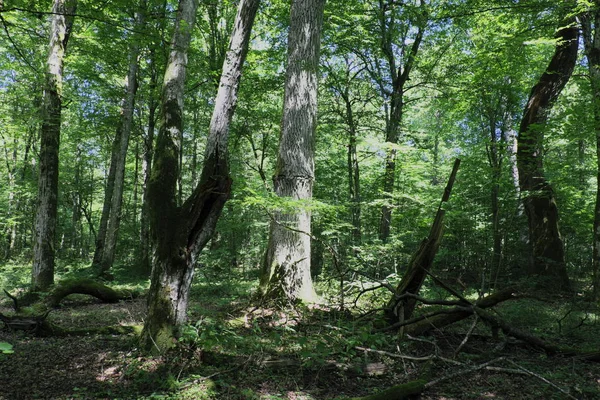 Antiguo Bosque Caducifolio Verano Paisaje Del Mediodía Con Viejos Robles — Foto de Stock