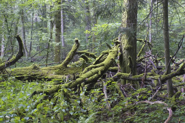 Eikenboom Gebroken Takken Boven Grond Bijna Volledig Bedekt Met Mos — Stockfoto