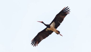 Uçuş bulutlu gökyüzü, Podlasie bölge, Polonya, Europe karşı siyah leylek
