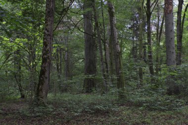 Yazın eski yaprak döken ormanlarda yaşlı ağaçlar, Bialowieza Ormanı, Polonya, Avrupa