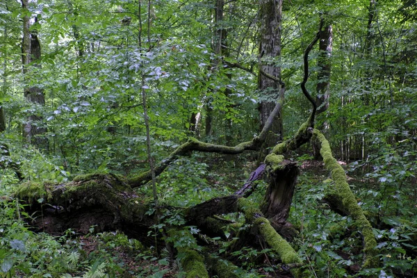 Partiet Minskat Gamla Reww Gren Och Natureal Lövskog Sommaren Bialowieza — Stockfoto