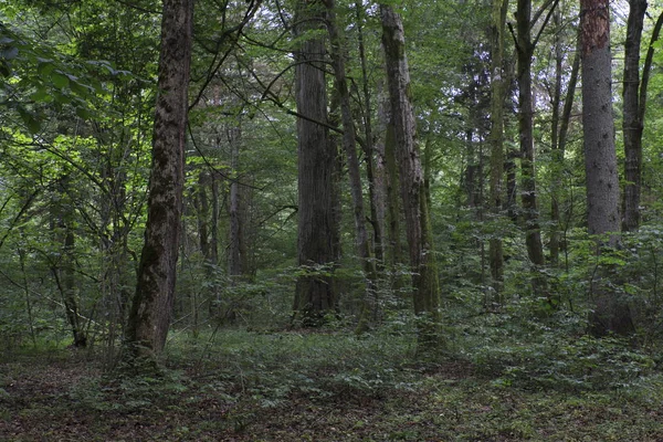 Régi Lombhullató Erdő Nyáron Öreg Fákkal Bialowieza Erdő Lengyelország Európa — Stock Fotó