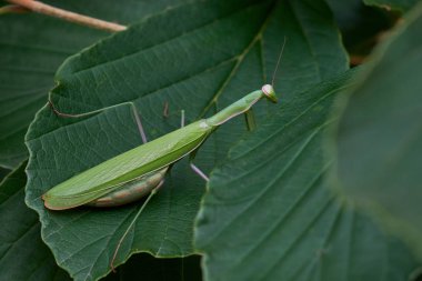 Kadın Avrupa Mantid (Mantid dini) kapanış, Podlasie Bölgesi, Polonya, Avrupa