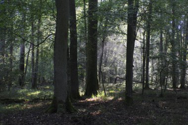 Yazın sabah sisinde meşe ağaçları, Bialowieza Ormanı, Polonya, Avrupa