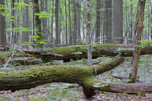 Dois Velhos Carvalhos Quebrados Musgo Envolto Deitado Entre Chifres Floresta — Fotografia de Stock