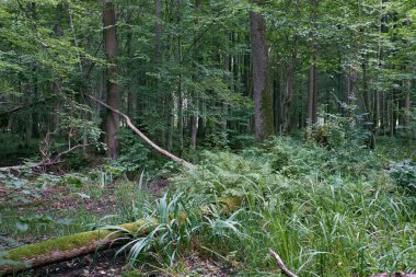 Yaz mevsiminde tatlı bayraklar ve eğreltiotu eğreltiotu eğreltiotu ağaçları, Bialowieza Ormanı, Polonya, Avrupa
