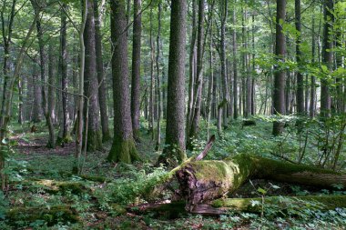 Yazın yaprak döken ağaç, Bialowieza Ormanı, Polonya, Avrupa