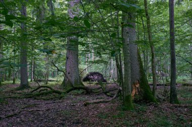 Yazın meşe ve boynuz kirişli döküntü standı, Bialowieza Ormanı, Polonya, Avrupa