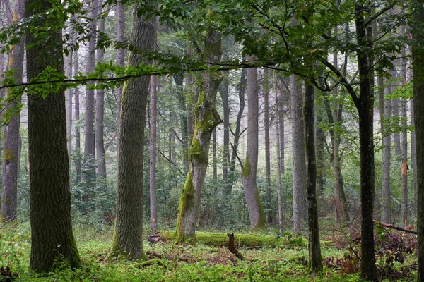 Stand Caducifolio Con Carpe Roble Verano Bosque Bialowieza Polonia Europa — Foto de Stock