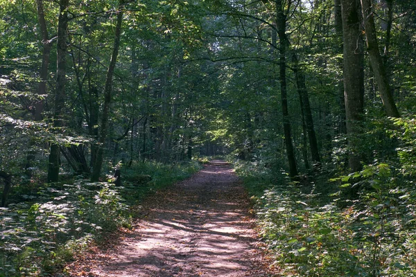 Toprak yaprak döken orman sonbahar Günaydın Bialowieza orman, Polonya, Avrupa'nın geçiş yol