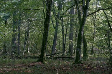 Eski meşe ve Gürgen ağacı, Bialowieza Milli Parkı, Beyaz Rusya, Avrupa ile sonbahar eski doğal yaprak döken tribünde