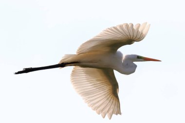 Büyük ak balıkçıl (Ardea alba)) uçuş karşı beyaz uygunluğunu, Podlasie bölge, Polonya, Europe