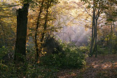 Sunbeam puslu sabah eski huş ağacı ön plan, Bialowieza orman, Polonya, Avrupa'nın zengin yaprak döken orman girme